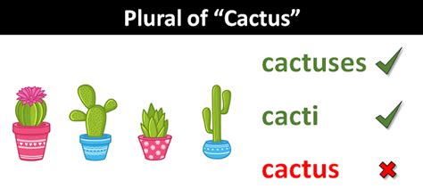 plural form of cactus
